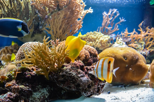 Kleine vissen zwemmen in een aquarium op een blauwe achtergrond met algen op de achtergrond. Londen.