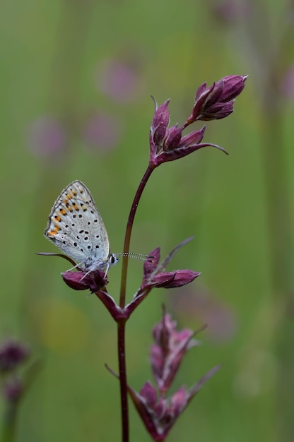 Kleine vlinder op een rode koekoeksbloem in de natuur