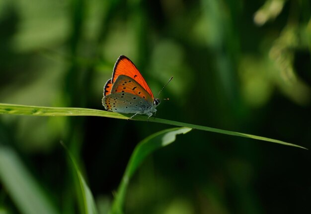 Kleine vlinder Schaarse koperen Lycaena virgaureae op het groene gras op een zonnige ochtend