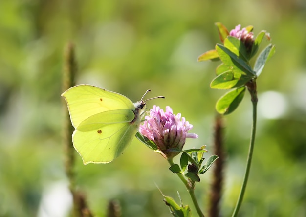 Kleine vlinder zittend op bloem in zomer veld