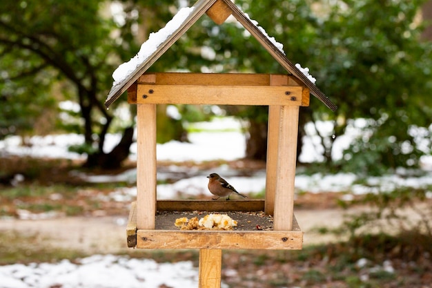 Kleine vogel de koolmees zittend op een boomtak op de achtergrond van de natuur