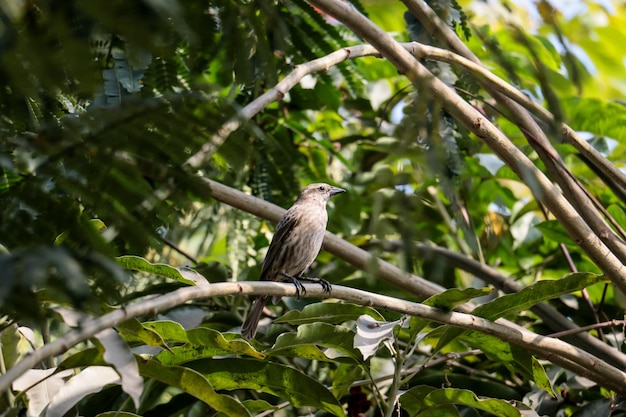 Kleine vogel die op een boomtak staat op zoek naar voedsel