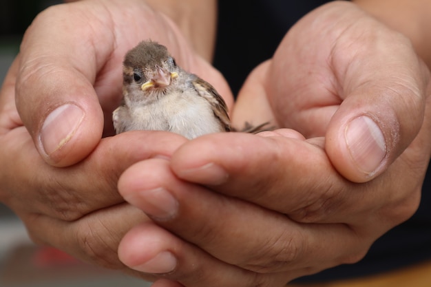 Kleine vogel in de hand