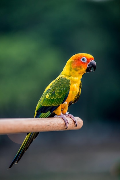 kleine vogel in het natuurpark