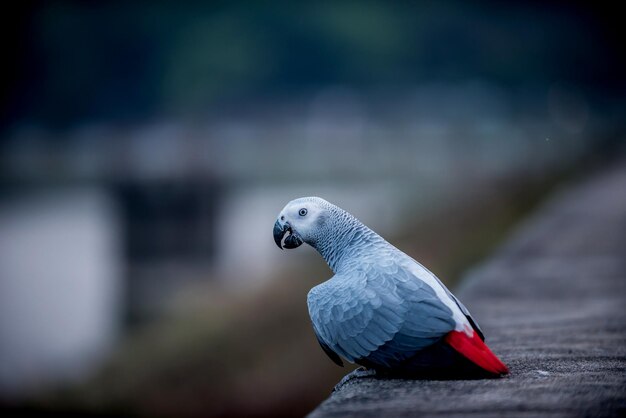 kleine vogel in het natuurpark