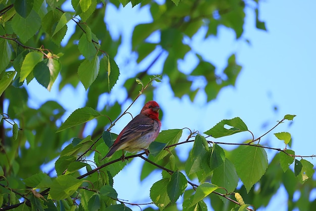 kleine vogel in het wild in het bos