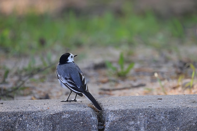 kleine vogel in het wild in het bos