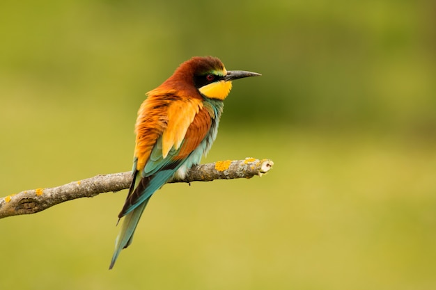 Kleine vogel met een mooi verenkleed