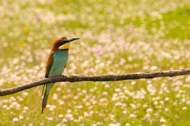 Kleine vogel met een mooi verenkleed