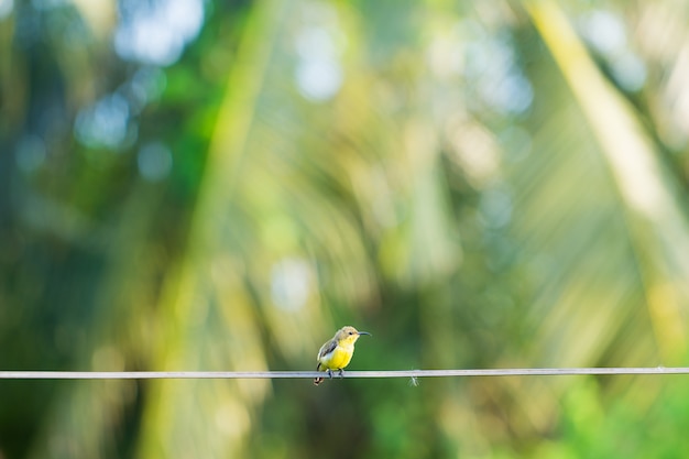 Kleine vogel op draad.