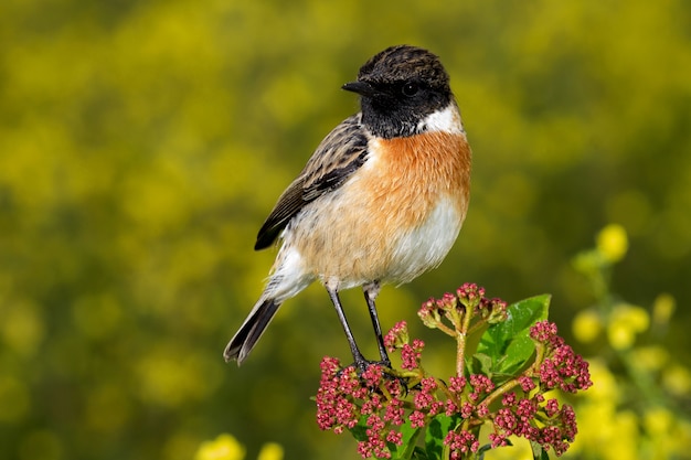 Kleine vogel op een ranke tak