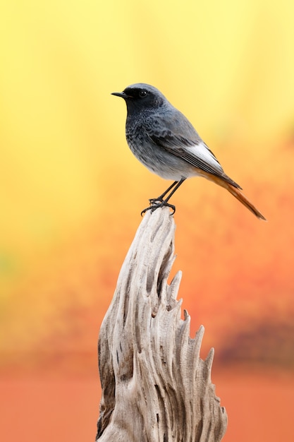 Kleine vogel op een stam