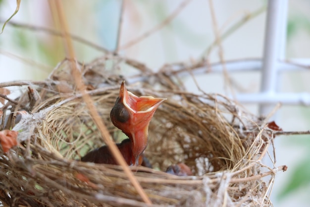 Foto kleine vogel opent mond, voedsel wachtend op moeder.