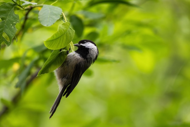 Kleine vogel zittend op een tak in een groen bos