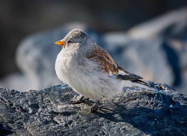 Kleine vogel.