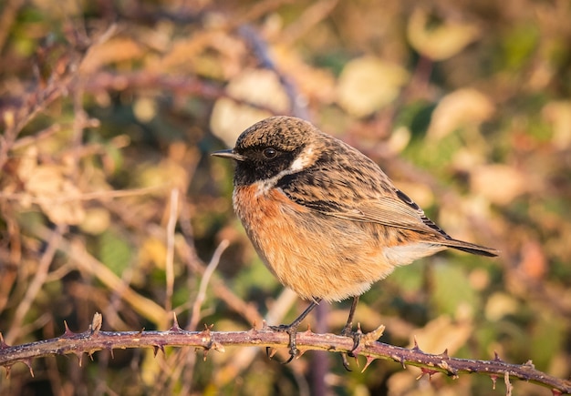 kleine vogel