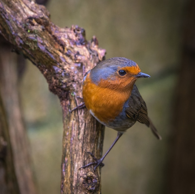 kleine vogel