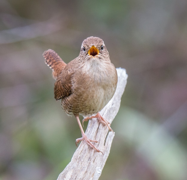 kleine vogel