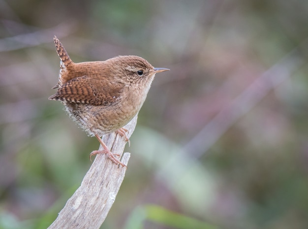 kleine vogel