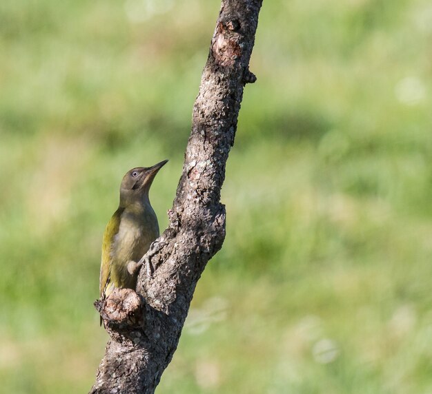 kleine vogel