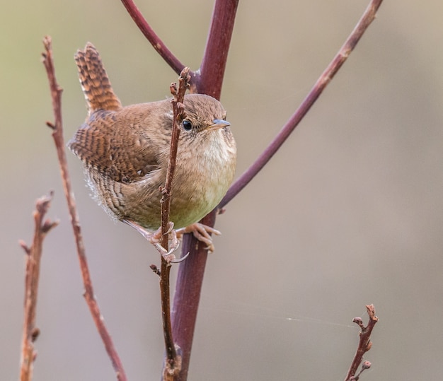 kleine vogel