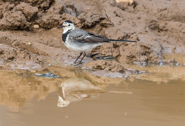 kleine vogel