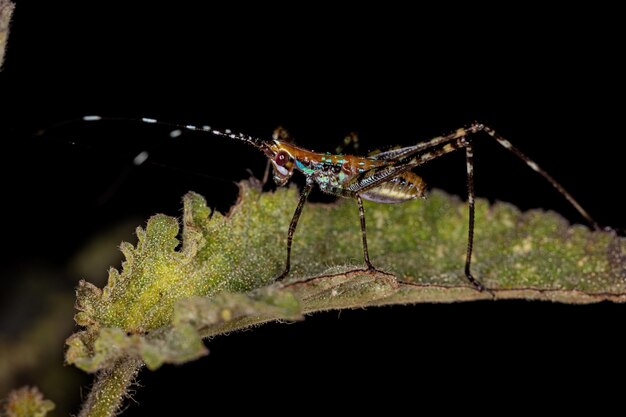 Kleine volwassen nachtvlinder van de orde lepidoptera