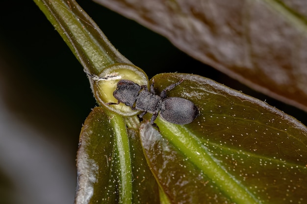 Kleine volwassen zwarte schildpadmier van het geslacht cephalotes die eet op de extraflorale nectar van een plant