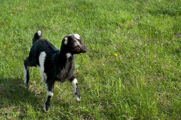 Kleine vrolijke geit springt op een lentegroene weide