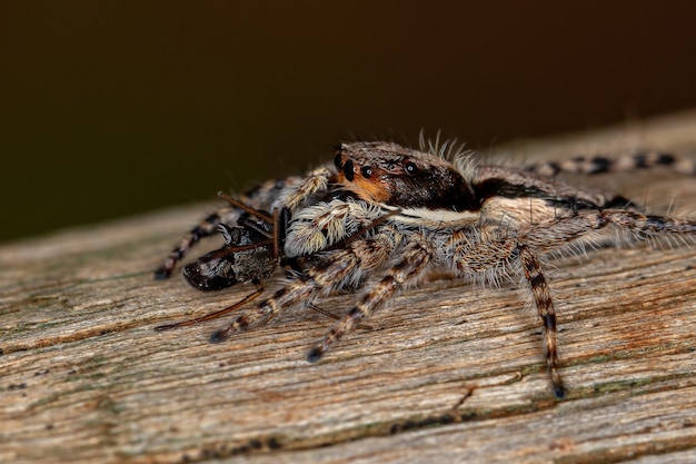 Kleine vrouwelijke grijze muurspringspin van de soort Menemerus bivittatus die op een springspin van het geslacht Sarinda jaagt