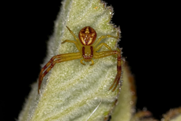 Kleine vrouwelijke krabspin van de familie Thomisidae