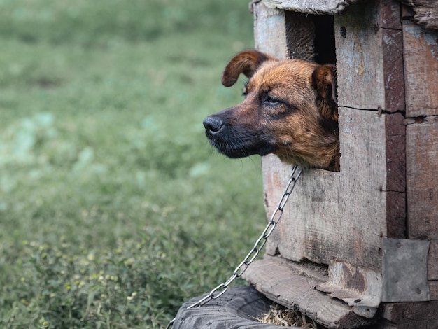 Kleine waakhond aan een ketting in een ruwe houten kennel