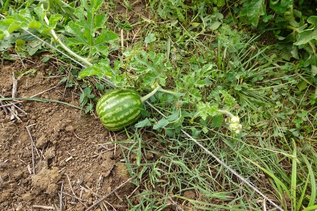 Kleine watermeloen die op wijnstokken in de tuin groeit