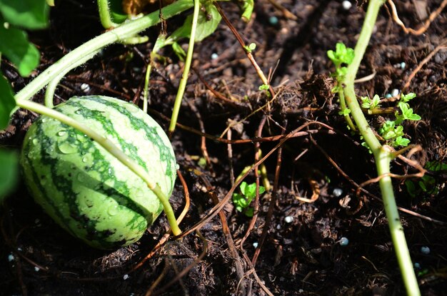 Kleine watermeloen in tuinen op terrassen op het dak van het huis tuinieren, het kweken van boomvruchten, groenten en het kweken van kruidenplanten in de tuinbouw in bangkok, thailand