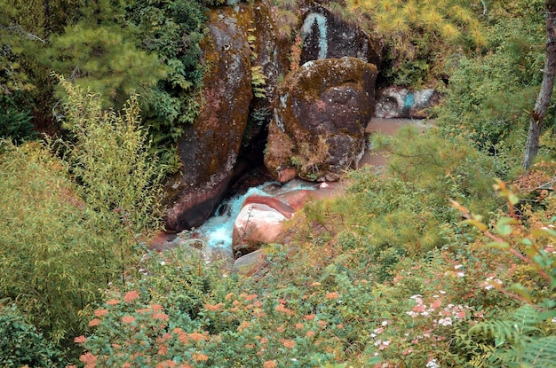 Kleine waterval die door het bos stroomt, bloemen, bomen, struiken en klimplanten in de jungle