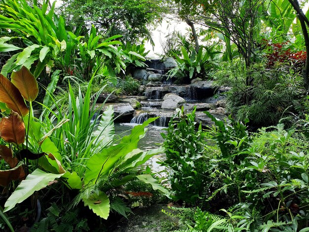 Kleine waterval in de tuin