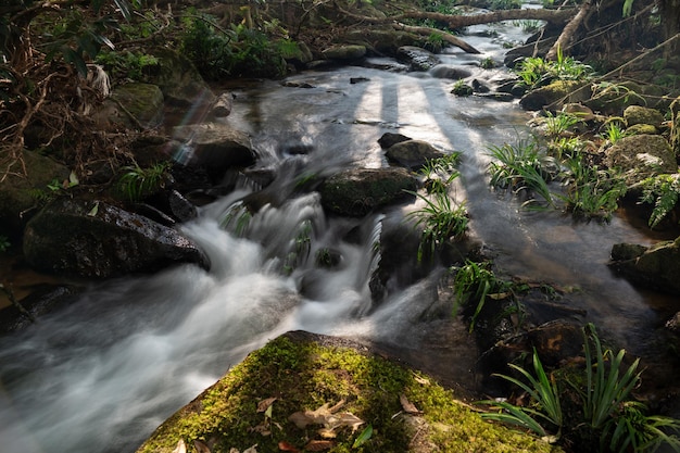 Kleine waterval in regenwoudrots en rivierecologie en prachtige natuur