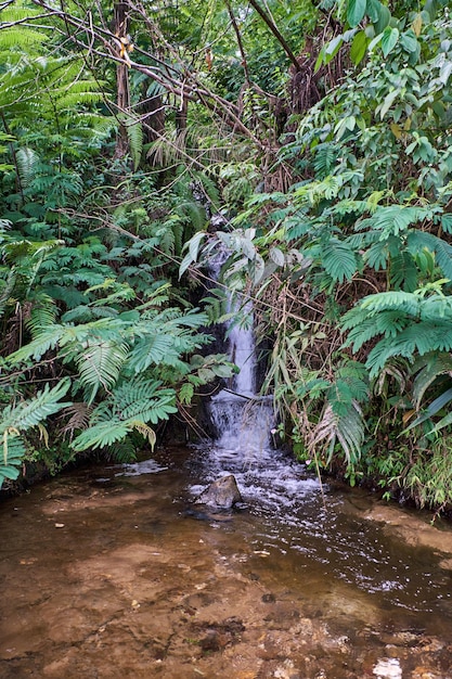 Kleine watervallen rond veel natuurlijke rivierrotsen