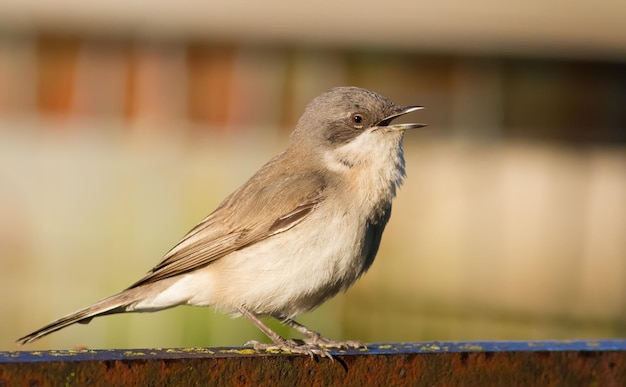 Foto kleine whitethroat sylvia curruca vogel zingt zittend op het hek in de tuin