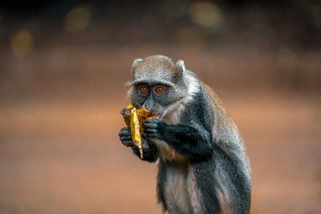 Foto kleine wilde aap die een banaan eet in het safari wildpark van tsavo oost in kenia afrika