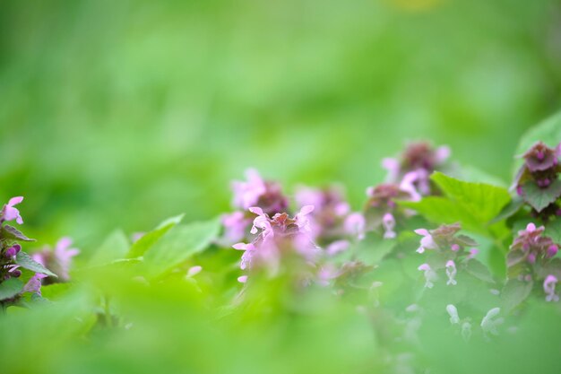 Kleine wilde bloemen bloeien op zomerweide in groene zonnige tuin