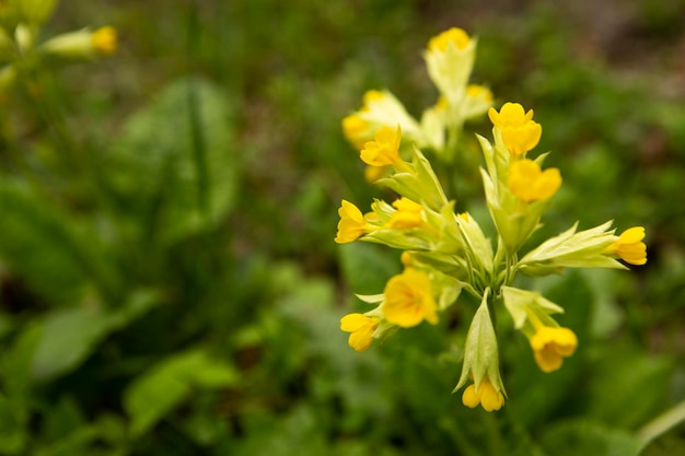 kleine wilde bloemen close-up