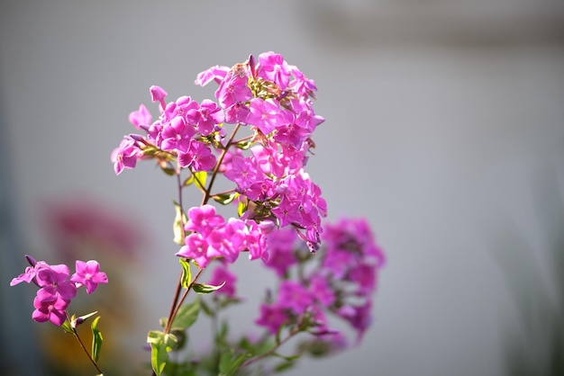 Kleine wilde bloemen die op de zomerweide bloeien in groene zonnige tuin