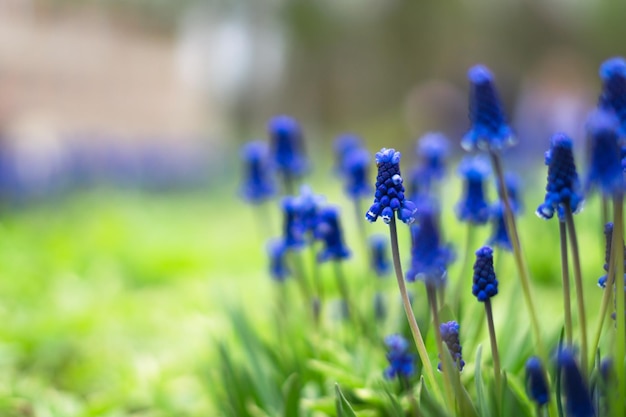 kleine wilde bloemen in de lente