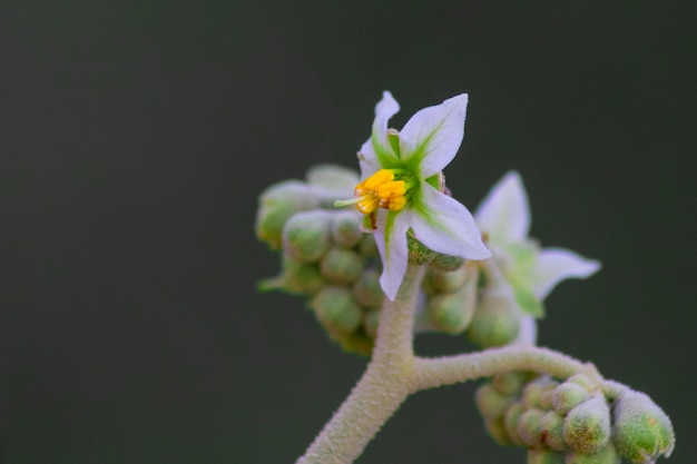 kleine wilde bloemen in de lente