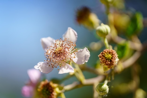 Kleine wilde bloemen op een groene en blauwe achtergrond in een close-up van macrofotografie