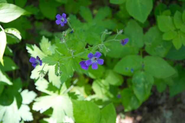 Kleine wilde bloemen op een zomerse dag