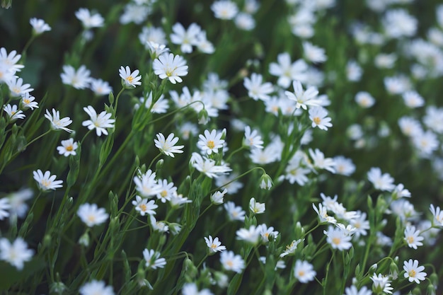 Kleine wilde bloemen opgestapeld in het veld in de zon natuur bloemen achtergronden ruimte voor kopiëren