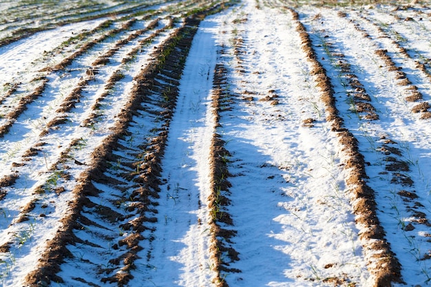 Kleine winterrogge in het winterseizoen in de sneeuw