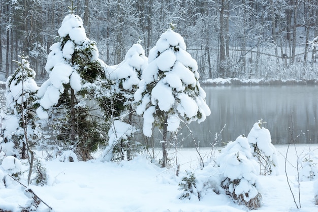 Kleine winterstroom met besneeuwde bomen op de bank.